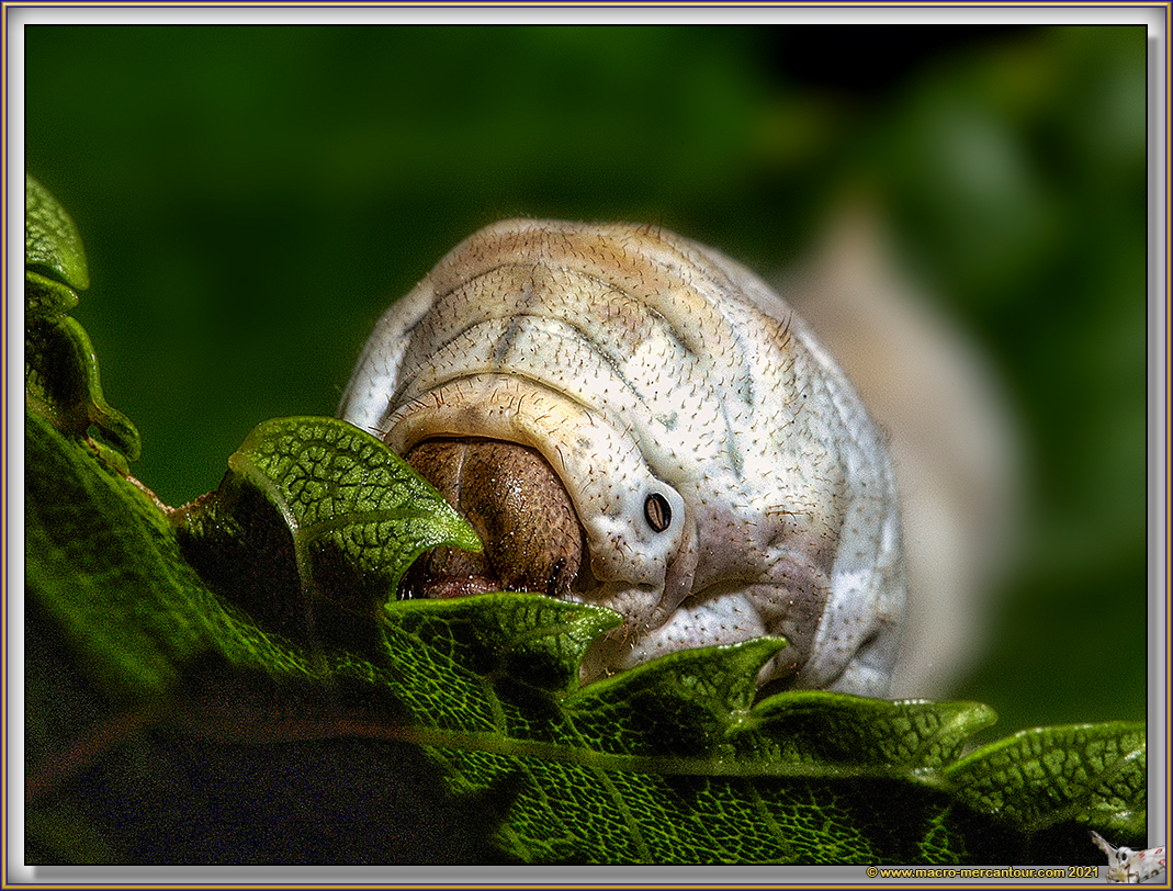 Chenille du Bombyx
